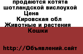 продаются котята шотландской вислоухой › Цена ­ 3 000 - Кировская обл. Животные и растения » Кошки   